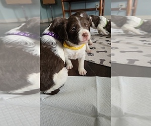 Brittany Puppy for sale in MOHAWK, NY, USA
