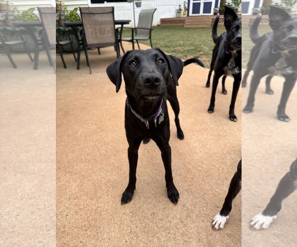 Medium Photo #8 Labrador Retriever-Unknown Mix Puppy For Sale in Greenville, SC, USA