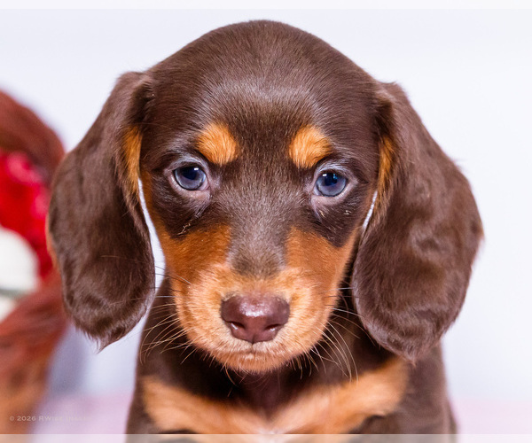 Medium Photo #2 Dachshund Puppy For Sale in WAKARUSA, IN, USA