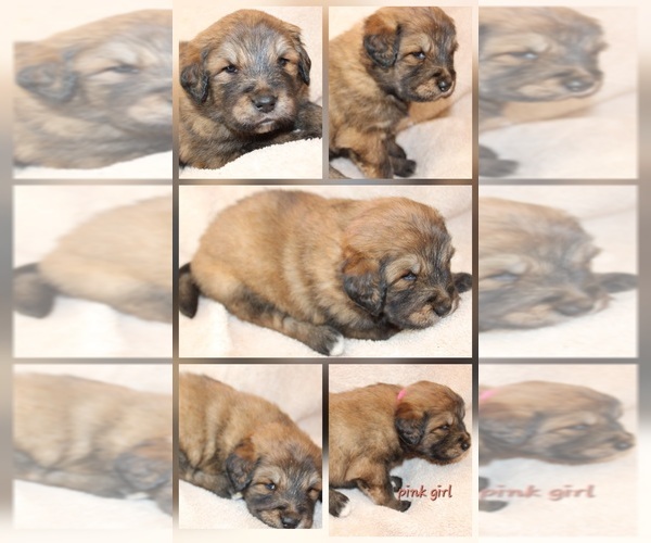 Medium Photo #12 Tibetan Mastiff Puppy For Sale in MONUMENT, CO, USA