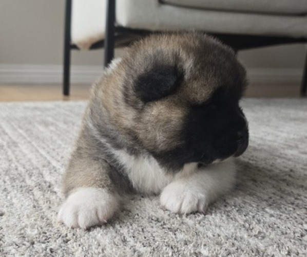 Medium Photo #19 Akita Puppy For Sale in STRAFFORD, MO, USA