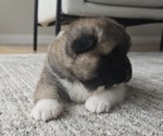 Small Photo #19 Akita Puppy For Sale in STRAFFORD, MO, USA