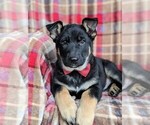 Small Photo #4 German Shepherd Dog Puppy For Sale in NORTH EAST, MD, USA