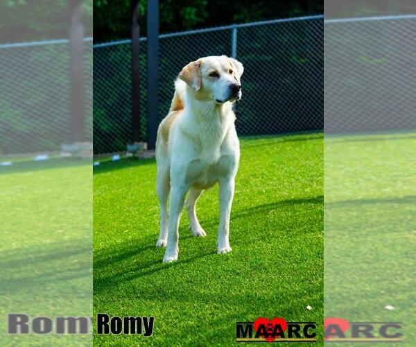 Medium Photo #3 Labrenees Puppy For Sale in Maryville, TN, USA