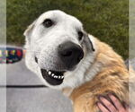 Small #2 Anatolian Shepherd-Great Pyrenees Mix