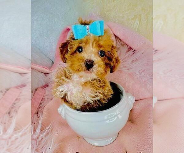 Medium Photo #3 Poodle (Toy) Puppy For Sale in DALLAS, TX, USA
