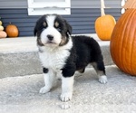 Small Australian Shepherd
