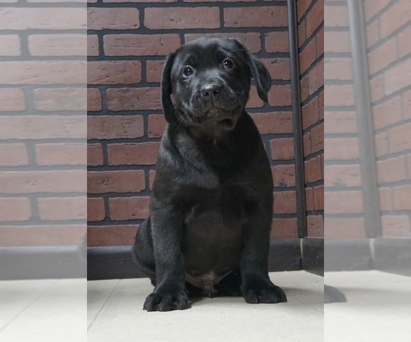 Medium Photo #1 Labrador Retriever Puppy For Sale in NAPPANEE, IN, USA