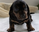 Small #5 Dachshund
