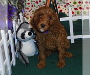 Poodle (Standard) Puppy for Sale in CLATSKANIE, Oregon USA