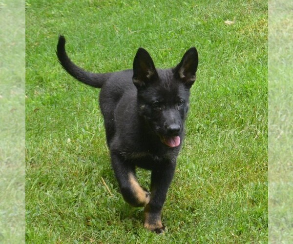 Medium Photo #3 German Shepherd Dog Puppy For Sale in POWDER SPRINGS, GA, USA