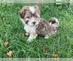 Puppy Sprinkle Havanese