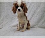 Small Cavalier King Charles Spaniel