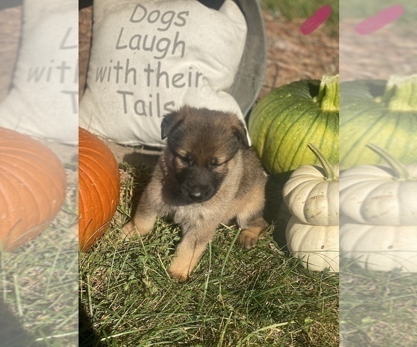 Medium Photo #11 German Shepherd Dog Puppy For Sale in ROCKFIELD, KY, USA