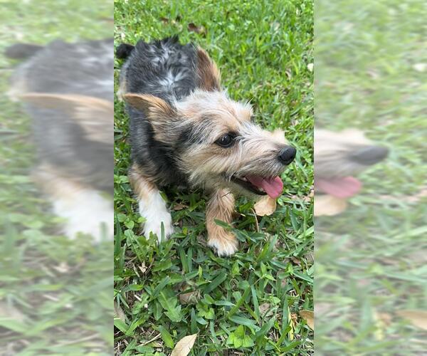 Medium Photo #1 Mutt Puppy For Sale in San Antonio, TX, USA