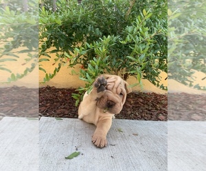 Chinese Shar-Pei Puppy for sale in HAWTHORNE, CA, USA
