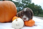 Small Photo #9 Aussiedoodle Puppy For Sale in CATHOLIC POINT, AR, USA
