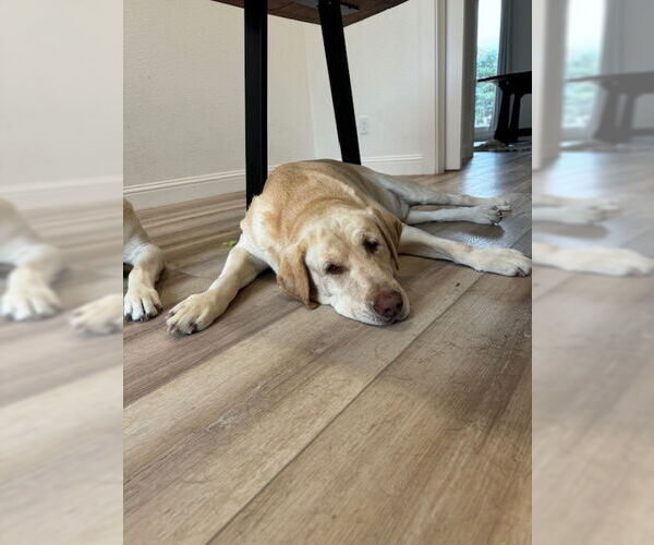 Medium Photo #1 Mutt Puppy For Sale in Denton, TX, USA