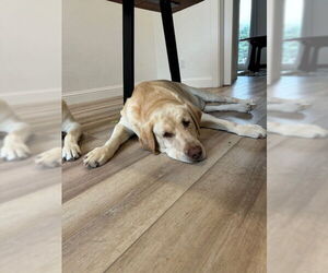 Mutt Dogs for adoption in Denton, TX, USA