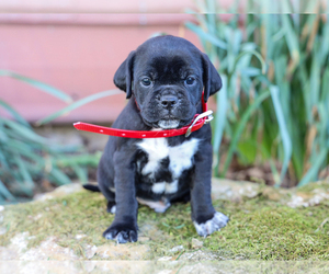 Jug-Treeing Walker Coonhound Mix Puppy for sale in LIBERTY, KY, USA