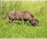 Small #11 Bulldog-Catahoula Leopard Dog Mix