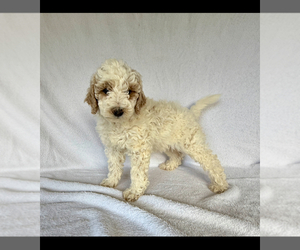 Goldendoodle (Miniature) Puppy for sale in GLENDALE, AZ, USA