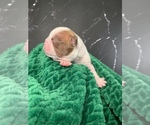 Small Photo #60 Boston Terrier Puppy For Sale in TULARE, CA, USA