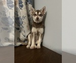 Small Photo #41 Alaskan Klee Kai Puppy For Sale in DURHAM, CT, USA