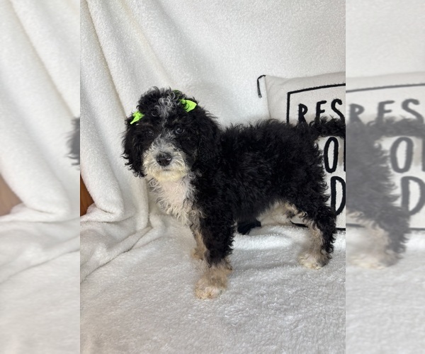 Medium Photo #2 Bernedoodle Puppy For Sale in GREENFIELD, IN, USA