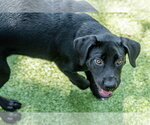 Small #2 Labrador Retriever Mix