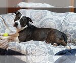 Small Photo #1 American Staffordshire Terrier-Unknown Mix Puppy For Sale in Crete, IL, USA