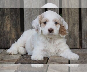 Cocker Spaniel-Poodle (Miniature) Mix Puppy for sale in FREDERICKSBG, OH, USA