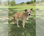 Small #2 Mutt