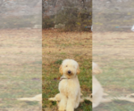 Small Photo #1 Goldador Doodle Puppy For Sale in GIBSONVILLE, NC, USA