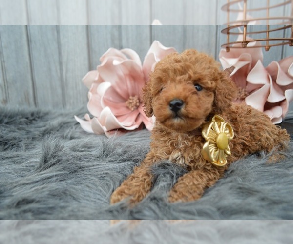 Medium Photo #3 Poodle (Miniature) Puppy For Sale in HONEY BROOK, PA, USA
