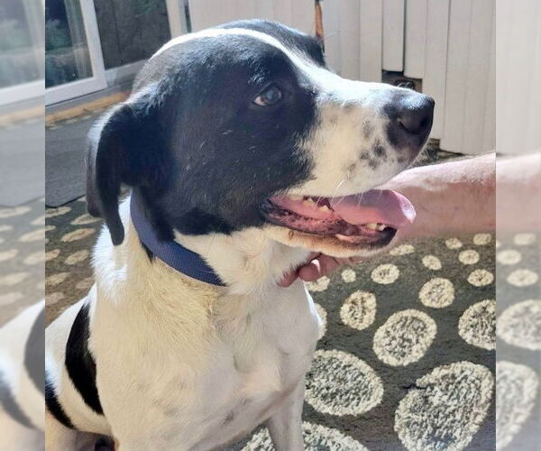 Medium Photo #5 Collie-Pointer Mix Puppy For Sale in columbia, SC, USA