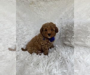 Poodle (Toy) Puppy for Sale in JEFFERSONVILLE, Indiana USA