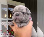 Small Photo #3 French Bulldog Puppy For Sale in SULLIVAN, OH, USA