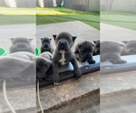 Small #1 Cane Corso