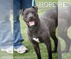 American Staffordshire Terrier-Unknown Mix Dogs for adoption in Godfrey, IL, USA
