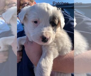 Huskies -Saint Bernard Mix Dogs for adoption in San Angelo, TX, USA