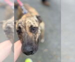 Small #1 Mountain Cur Mix