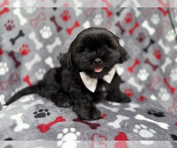 Medium Photo #7 Zuchon Puppy For Sale in LAKELAND, FL, USA