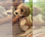 Small Photo #13 Goldendoodle (Miniature) Puppy For Sale in LEWISBURG, PA, USA