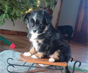Miniature Australian Shepherd Puppy for sale in MILTON, WI, USA