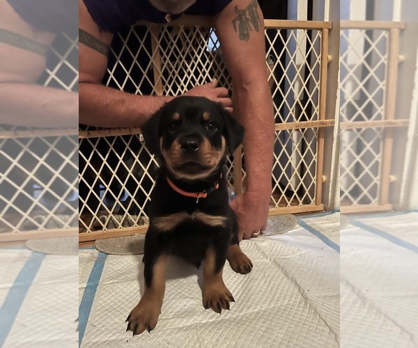 Medium Photo #4 Rottweiler Puppy For Sale in MARSHALL, MO, USA
