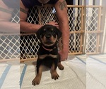 Small #3 Rottweiler