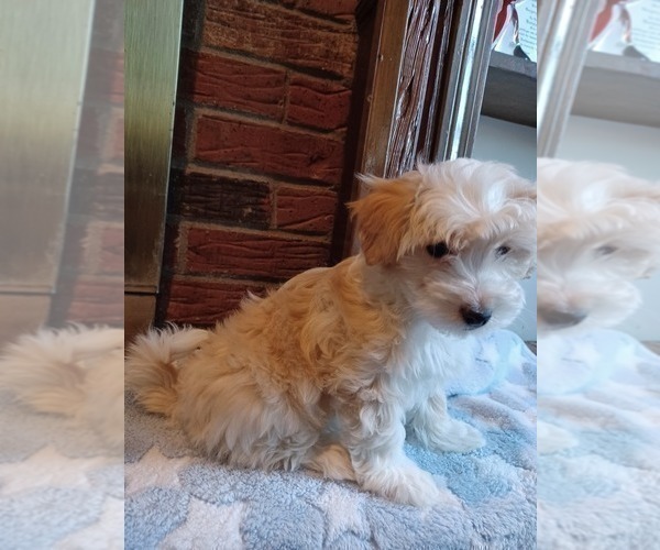 Medium Photo #1 Havapoo Puppy For Sale in LOUISVILLE, KY, USA