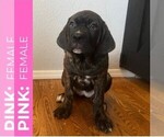 Puppy Pink Cane Corso