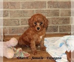Small #2 Cavapoo